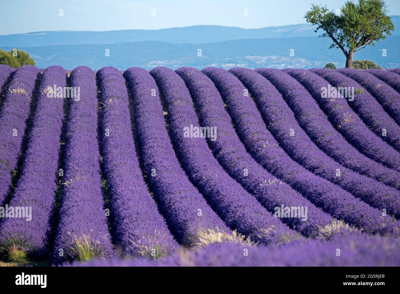 France, Alpes de Haute Provence (04), plateau de Valensole, lavender fields (Lavandula sp.) and mountains Stock Photo
