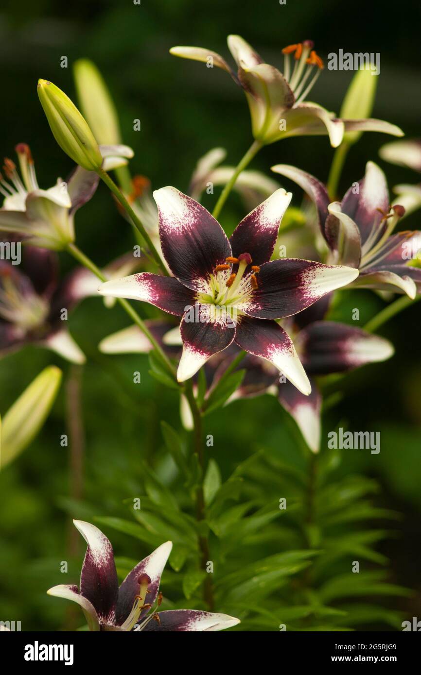 Lilium burgundy hires stock photography and images Alamy