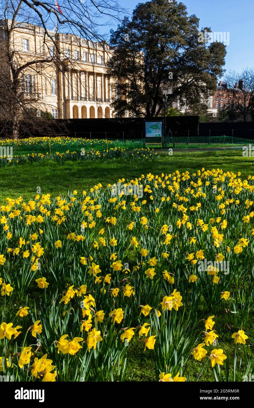 England, London, Westminster, Green Park, Yellow Daffodils and Lancaster House Stock Photo