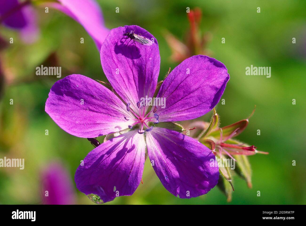 Wald-Storchschnabel, Geranium sylvaticum, Geraniaceae, Blüte, Detail, Blume, Pflanze, Fliege spec., Insekt, Tier, Buskerud, Norwegen Stock Photo