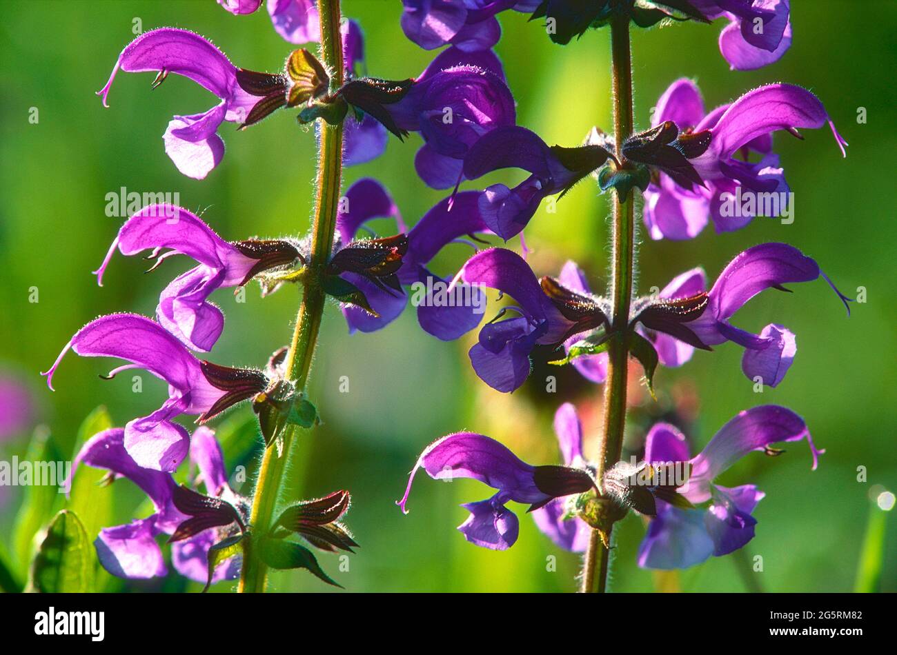 WiesenSalbei, Salvia pratensis, Lamiaceae, Blütenstand, Detail, Blüten