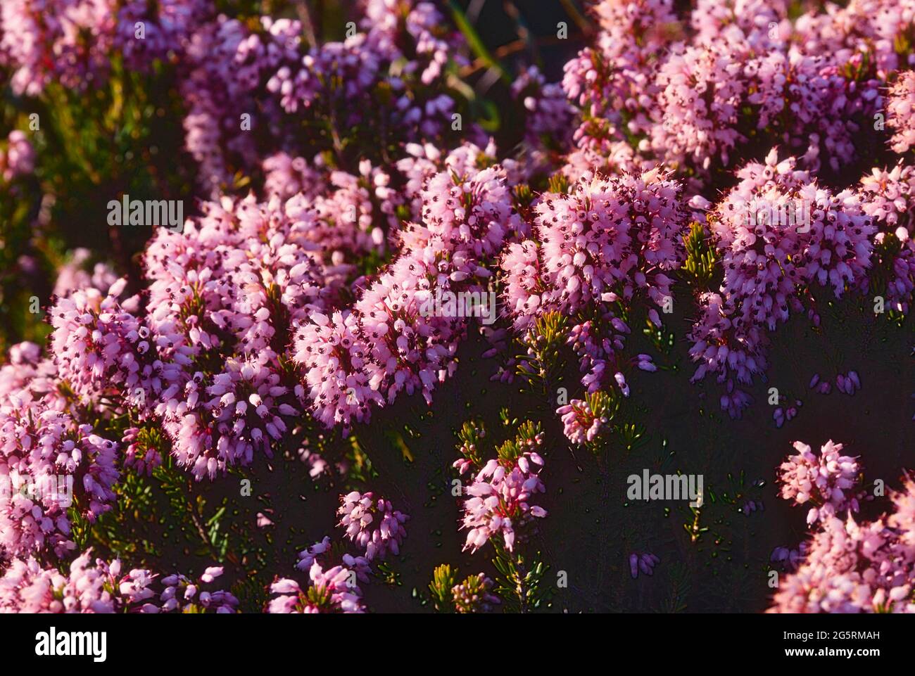 Vielblütige Heide, Erica multiflora, Ericaceae, blühend, Blüten, Strauch,  Pflanze, Provence, Frankreich Stock Photo - Alamy