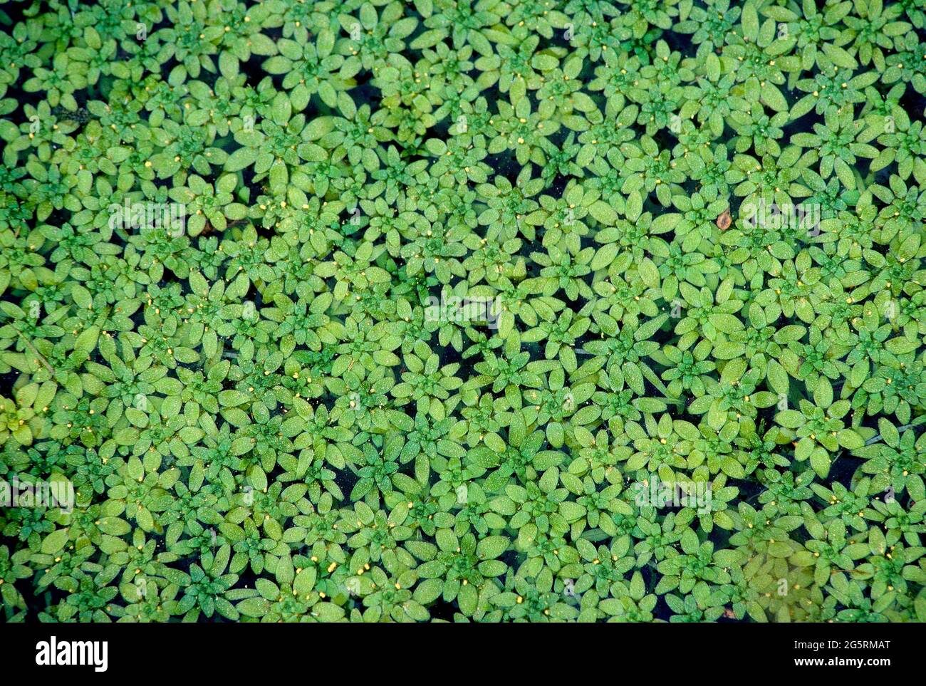 Sumpf-Wasserstern, Callitriche palustris, Callitrichaceae, Wasserpflanze, Pflanze, in Teich, Schweiz Stock Photo