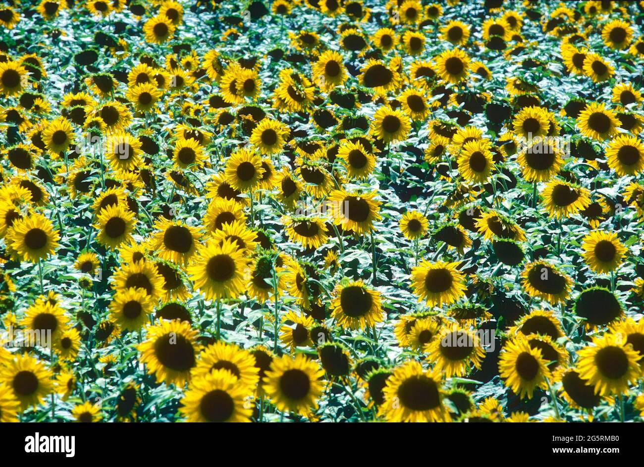Sonnenblume, Helianthus spec., Asteraceae, Pflanzung, Nutzpflanze, blühend,  Blume, Pflanze, Provence, Frankreich Stock Photo - Alamy