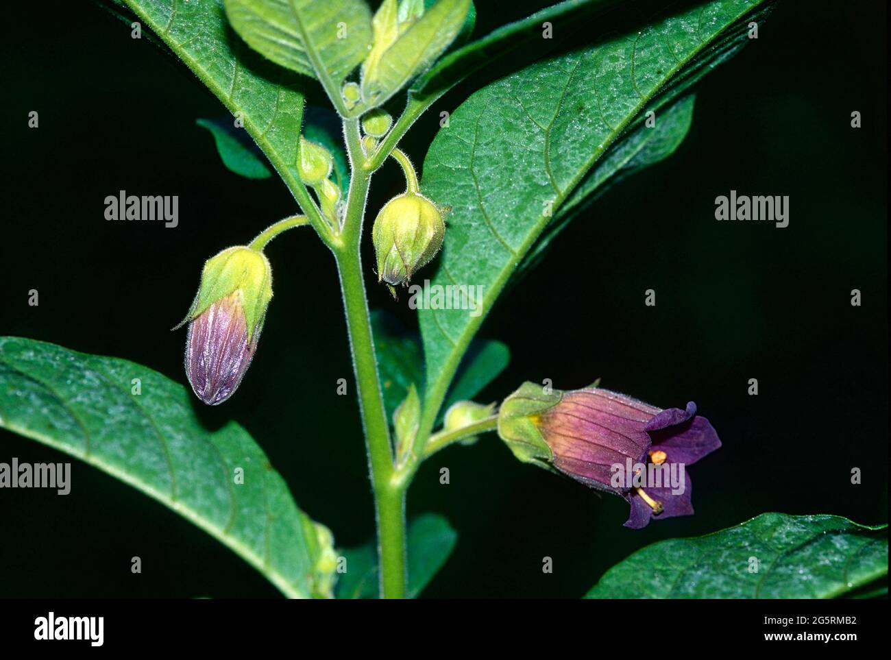 Tollkirsche, Atropa belladonna, Solanaceae, Blüten, Detail, Blume, Pflanze, Kanton Zürich, Schweiz Stock Photo