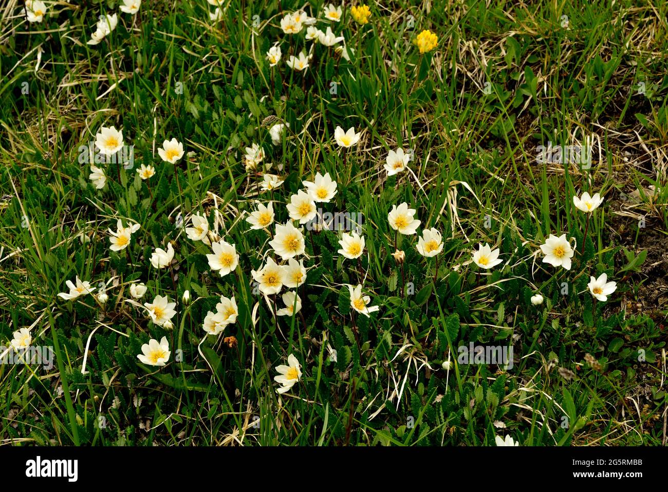 Silberwurz hi-res stock photography and images - Alamy