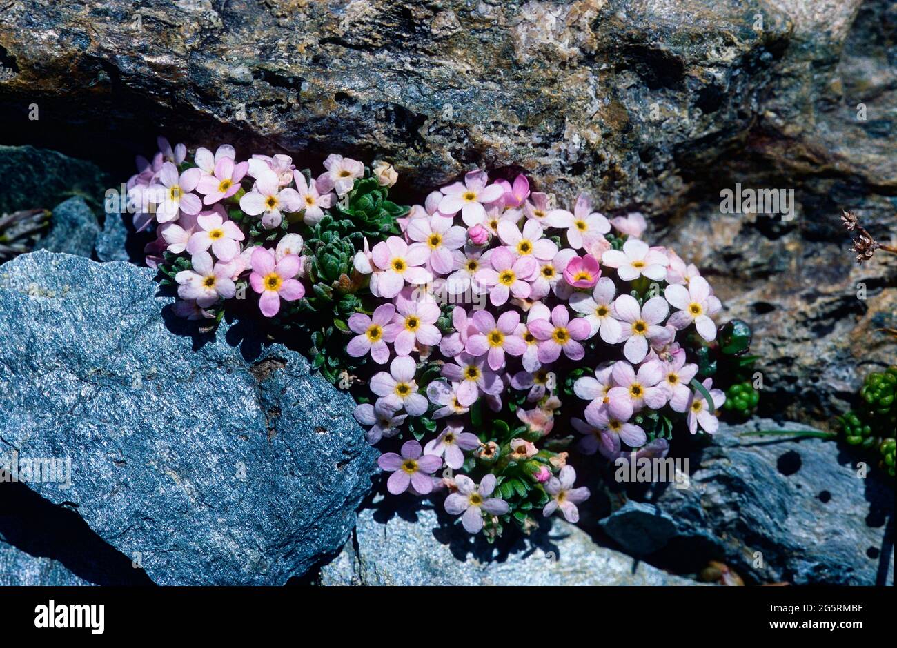 Schweizer Mannsschild, Androsace helvetica, Primulaceae, Bestand, blühend, Blume, Alpenpflanze, Alpen, Kanton Graubünden, Schweiz Stock Photo