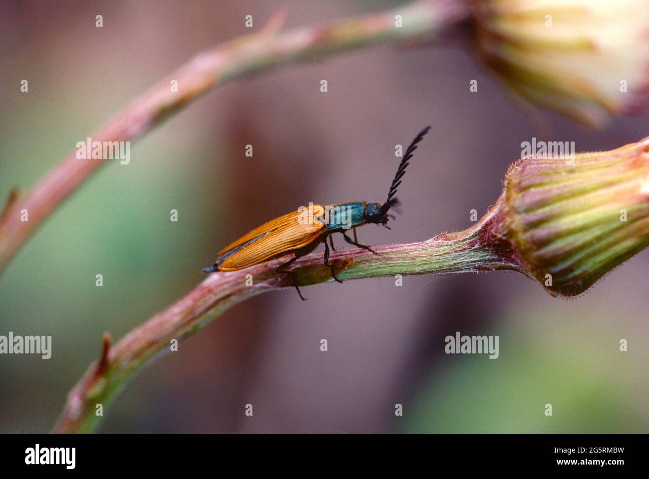 Schnellkäfer, Plastocerus angulosus, Elateridae, Käfer, Insekt, Tier, Kanton Zürich, Schweiz Stock Photo