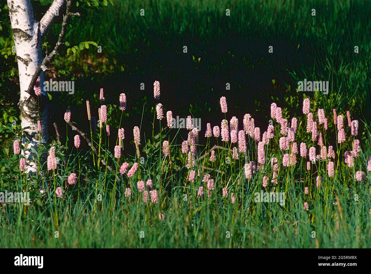 Schlangen-Knöterich, Bistorta officinalis, Polygonaceae, Bestand, blühend, Blume, Pflanze, Kanton Graubünden, Schweiz Stock Photo