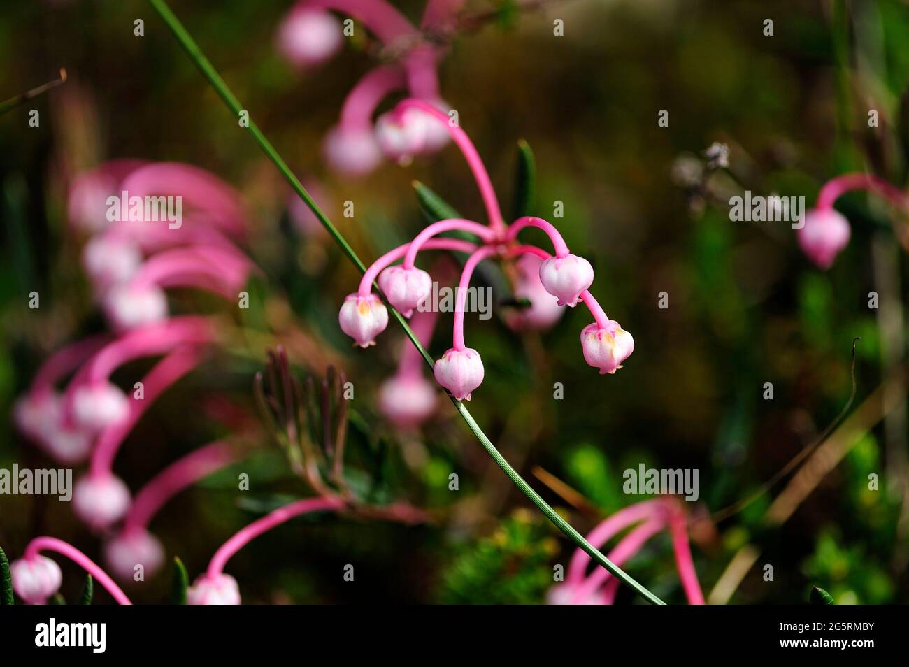 Rosmarinheide, Andromeda polifolia, Ericaceae, Blütenstand, Blüten, Blume, Pflanze, Schweden Stock Photo