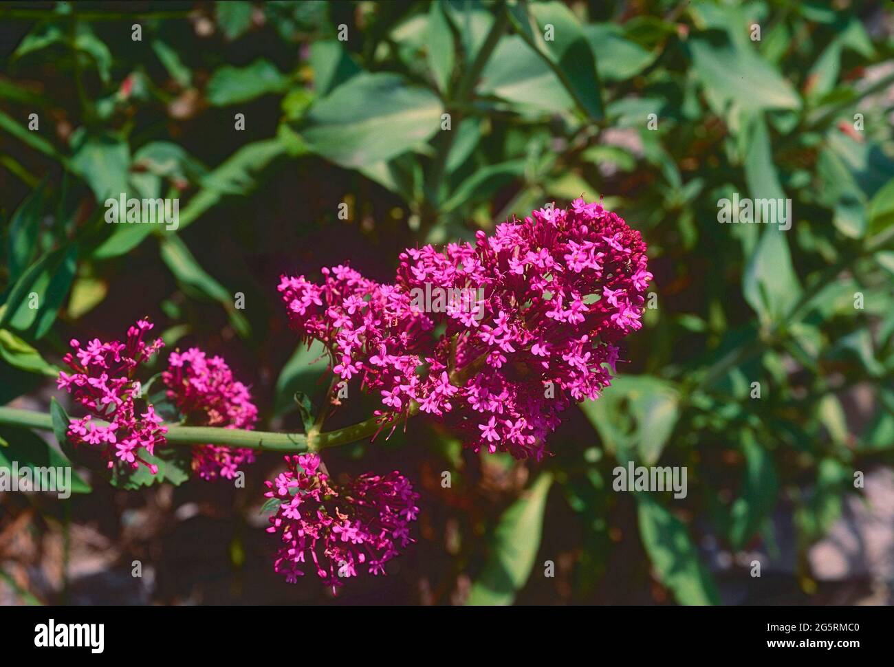 Rote Spornblume, Centranthus ruber, Valerianaceae, Blütenstand, Blüten,  Blume, Pflanze, Provence, Frankreich Stock Photo