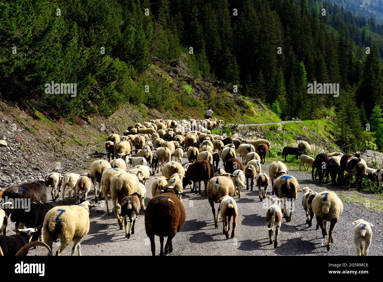 Schafherde, Alpaufzug, Schafe, Val Tuors, bei Bergün, Alpen, Kanton Graubünden, Schweiz Stock Photo