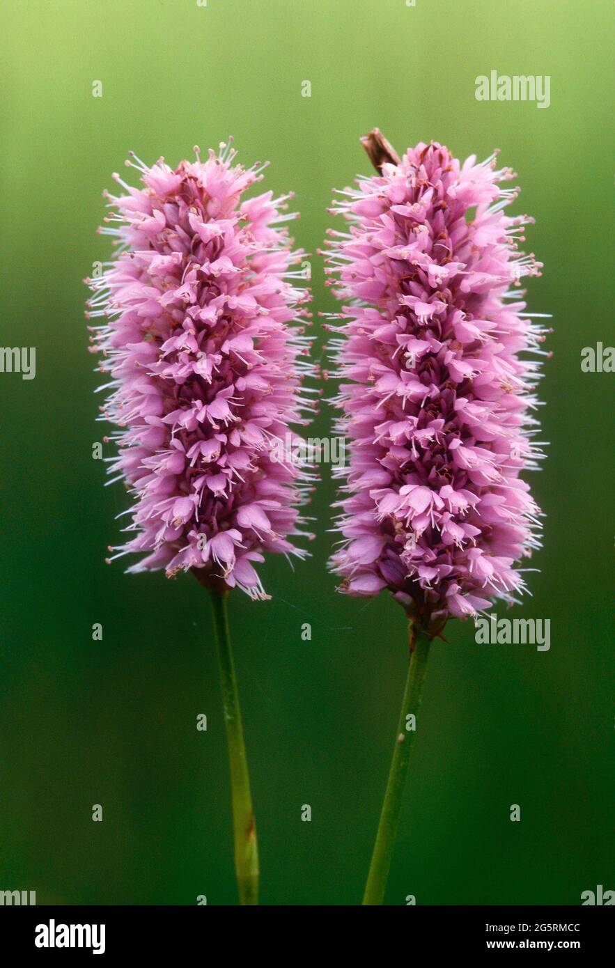 Schlangen-Knöterich, Bistorta officinalis, Polygonaceae, blühend, Blütenstände, Blume, Pflanze, Kanton Graubünden, Schweiz Stock Photo