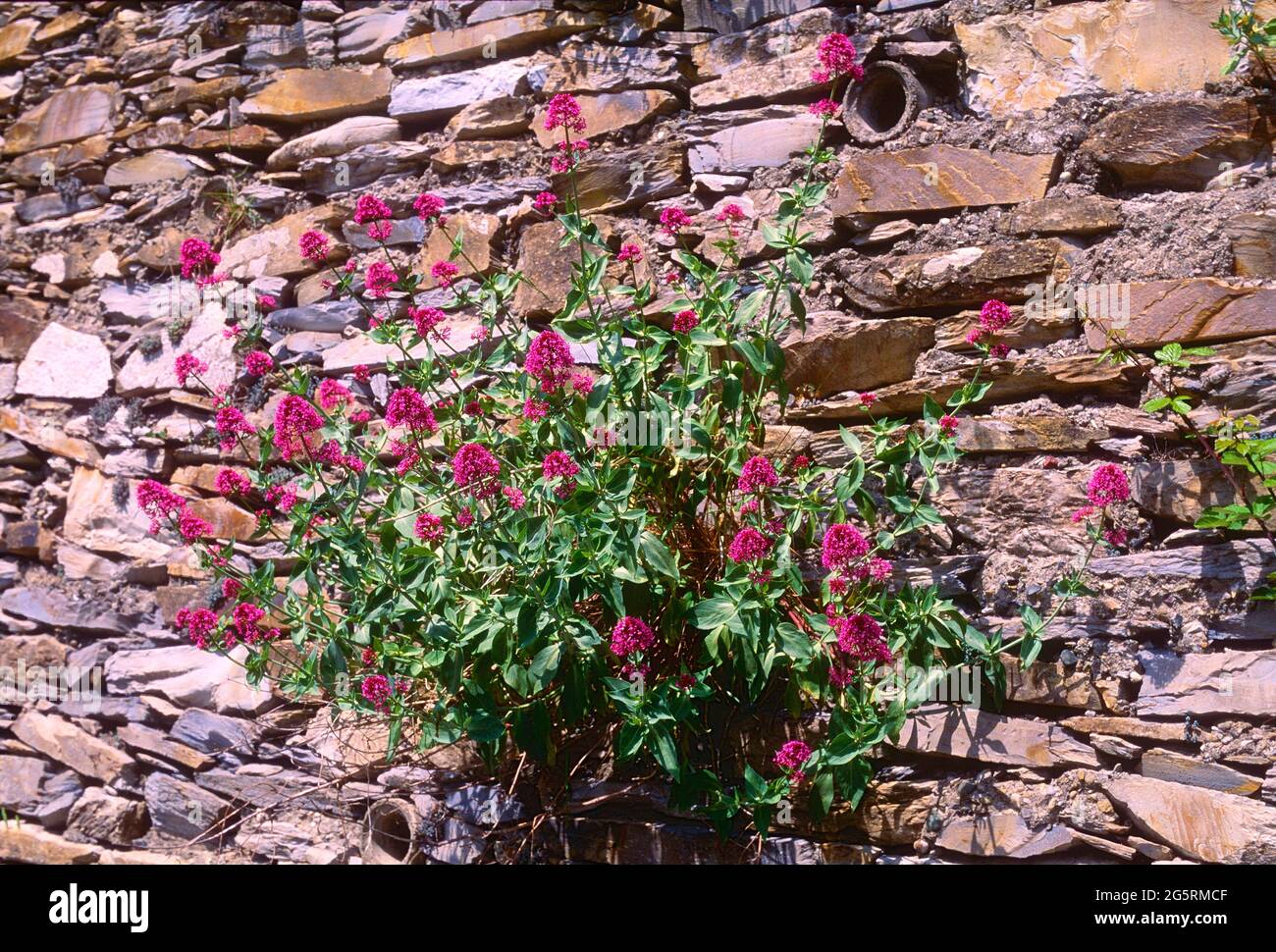 Rote Spornblume, Centranthus ruber, Valerianaceae, blühend, Blume, Pflanze, Steinmauer, Provence, Frankreich Stock Photo