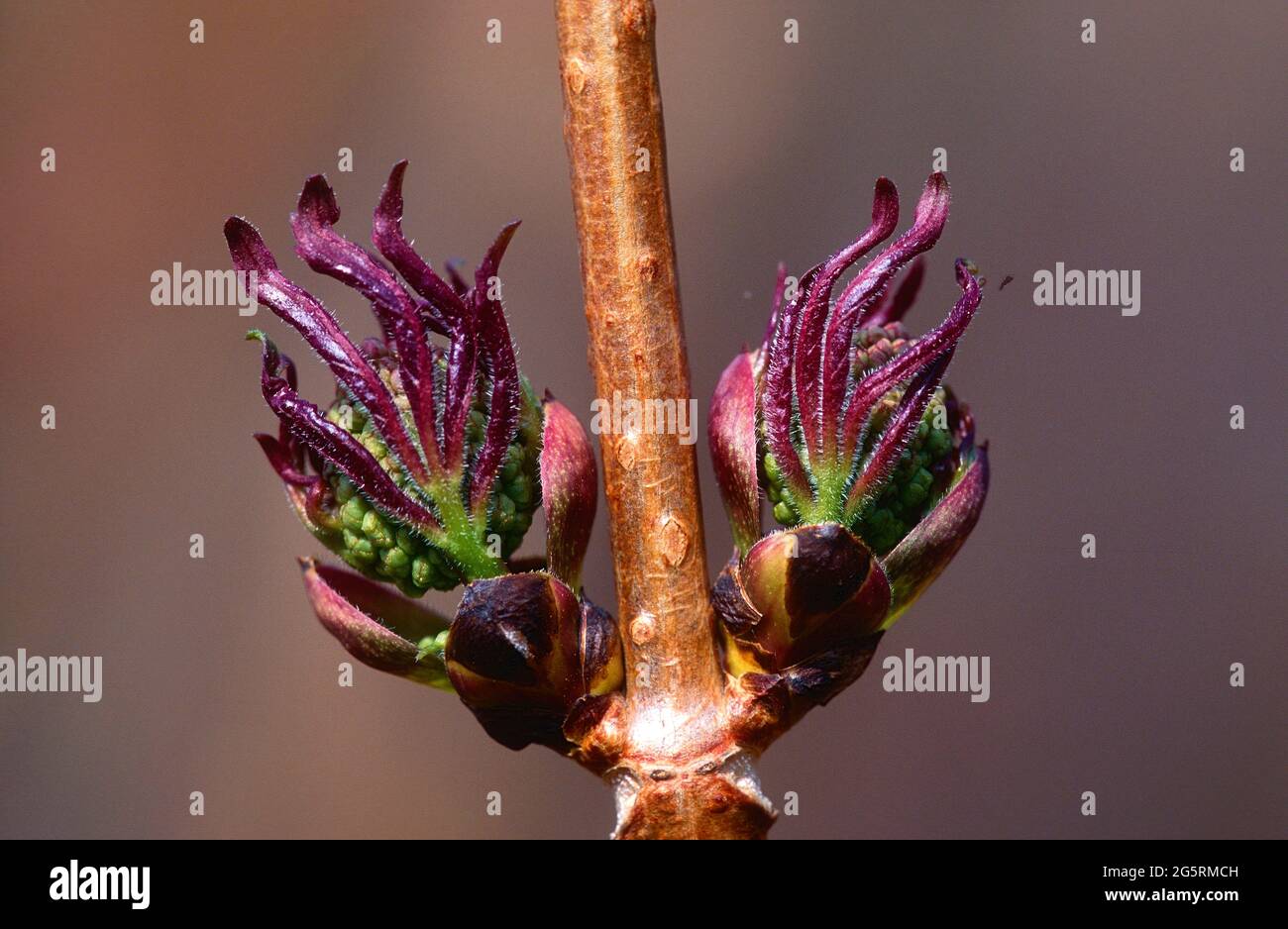 Roter Holunder, Sambucus racemosa, Adoxaceae, Blätter, Blütenknospen, Strauch, Pflanze, Kanton Tessin, Schweiz Stock Photo