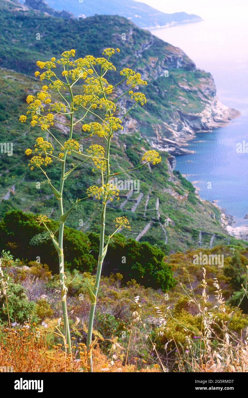 Riesenfenchel, Ferula communis, Apiaceae, blühend, Blume, Pflanze, Mittelmeerküste, Spanien Stock Photo