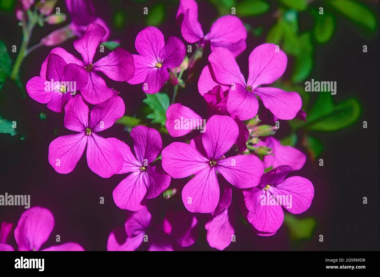 Nachtviole, Hesperis matronalis, Brassicaceae, blühend. Blüten, Blume,  Pflanze, Kanton Jura, Schweiz Stock Photo - Alamy