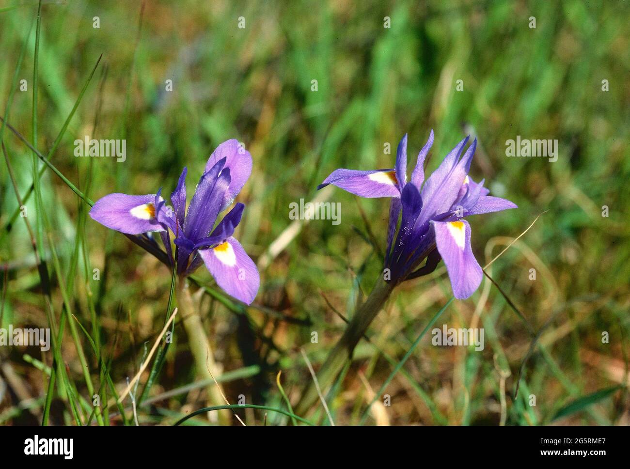 Mittags-Schwertlilie, Iris sisyrinchium, Iridaceae, blühend, Schwertlile, Blume, Pflanze, El Torcal, Nationalpark, Andalusien, Spanien Stock Photo