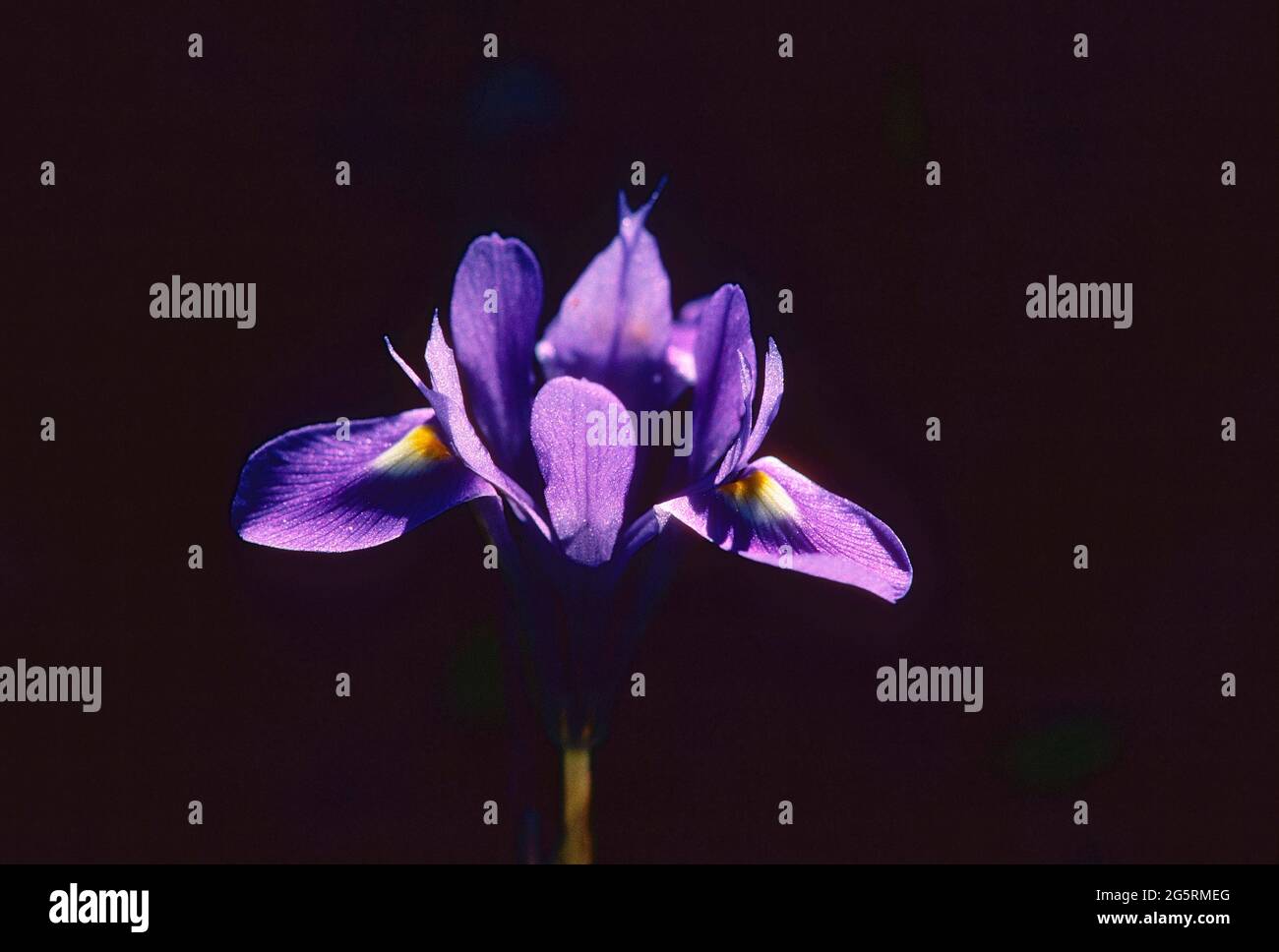 Mittags-Schwertlilie, Iris sisyrinchium, Iridaceae, blühend, Schwertlile, Blume, Pflanze, El Torcal, Nationalpark, Andalusien, Spanien Stock Photo