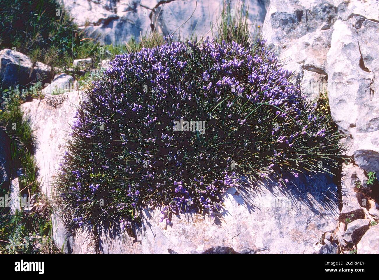 Igelginster, Erinacea anthyllis, Fabaceae, blühend, in Felsen, Pyrenäen, bei Jaca, Provinz Huelva, Spanien Stock Photo