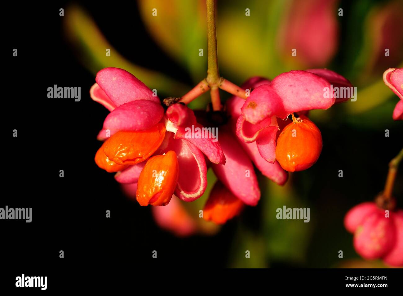 Gemeines Pfaffenhütchen, Euonymus europaea, Celastraceae, Früchte, Strauch, Pflanze, bei Alle, Kanton Jura, Schweiz Stock Photo