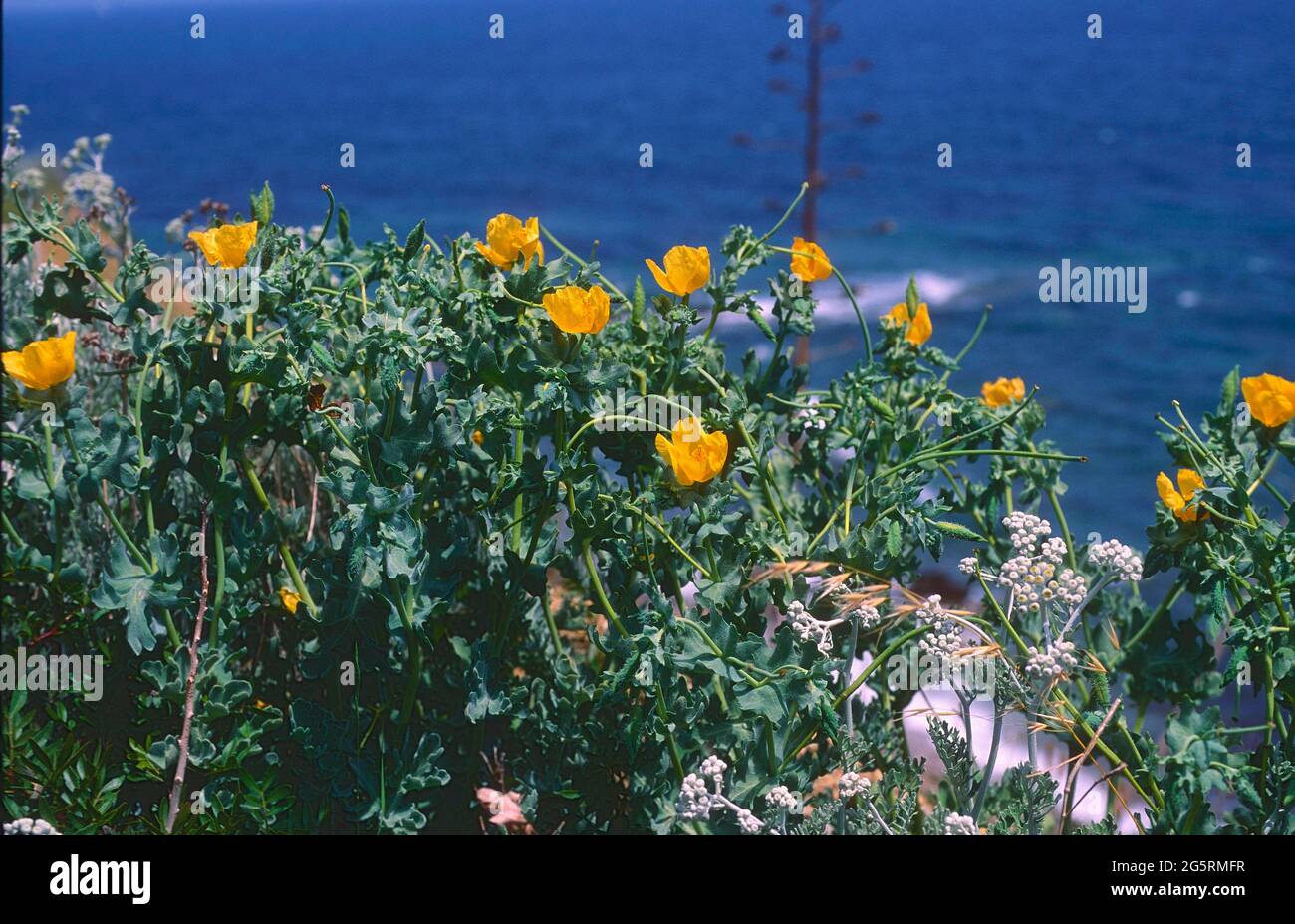 Gelber Hornmohn, Glaucium flavum, Papaveraceae, Bestand, blühend, Blume, Pflanze, Mittelmeerküste, Spanien Stock Photo