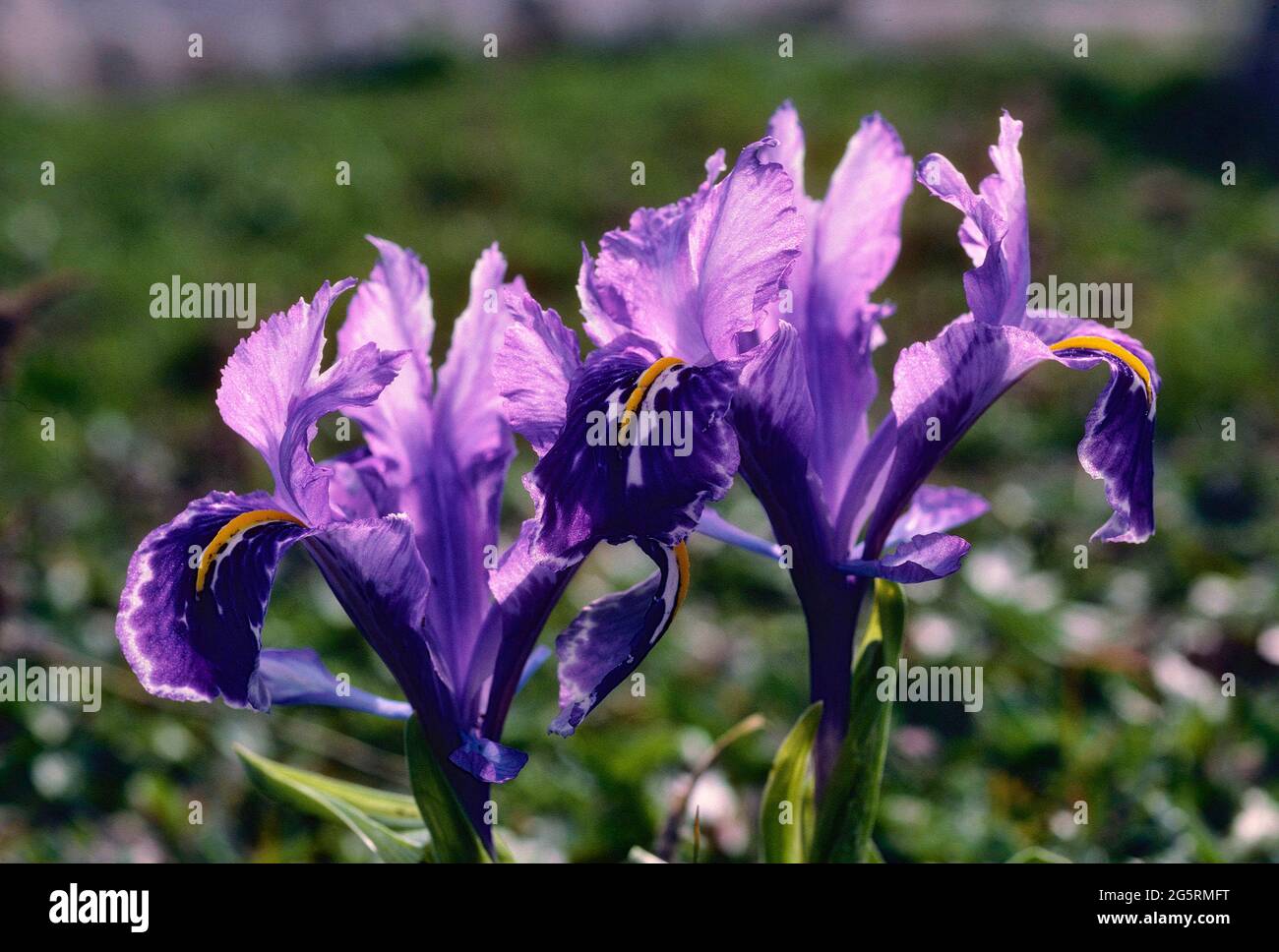 Gelbliche Schwertlilie, Iris lutescence, Iridaceae, blühend, Blüten, Blume, Pflanze, Provinz Malaga, Anadulsien, Spanien Stock Photo