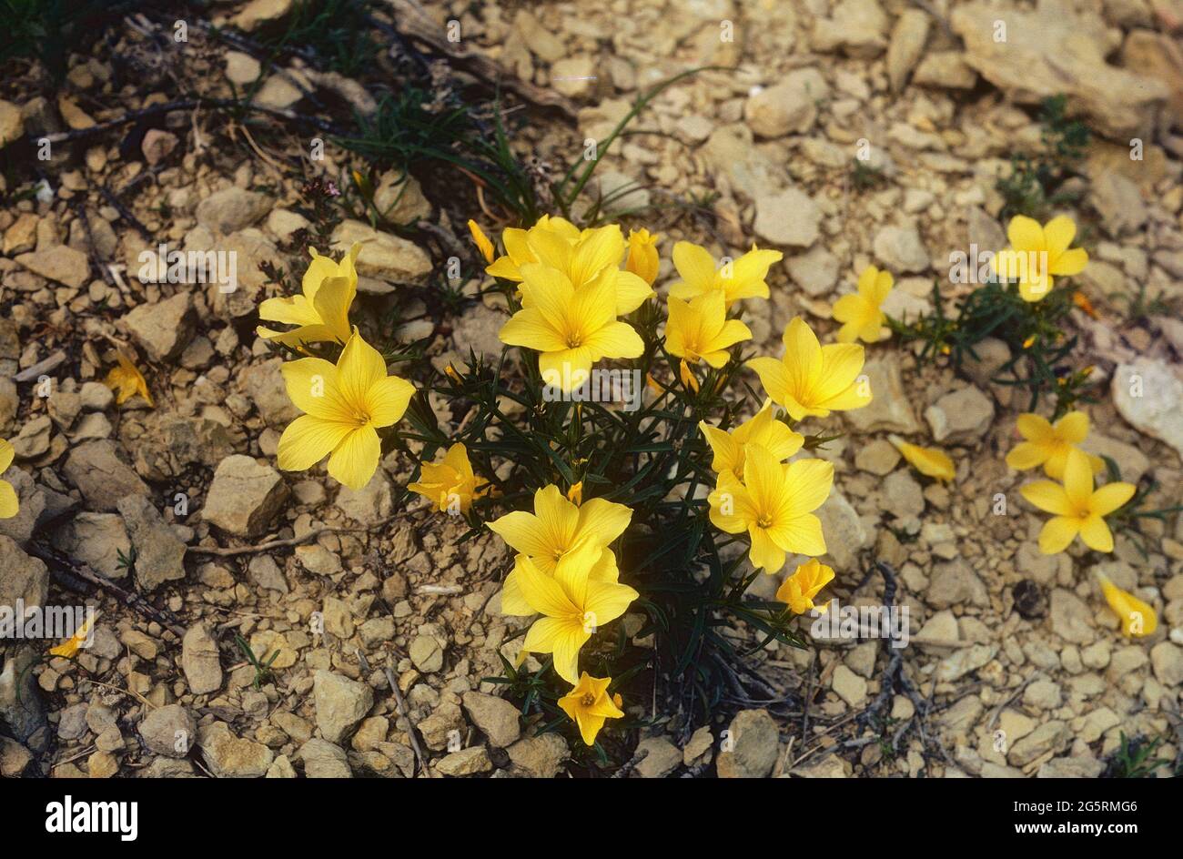 Gelber Lein, Linum flavum, Linaceae, blühend, Blüten, Blume, Pflanze,  Spanien Stock Photo - Alamy
