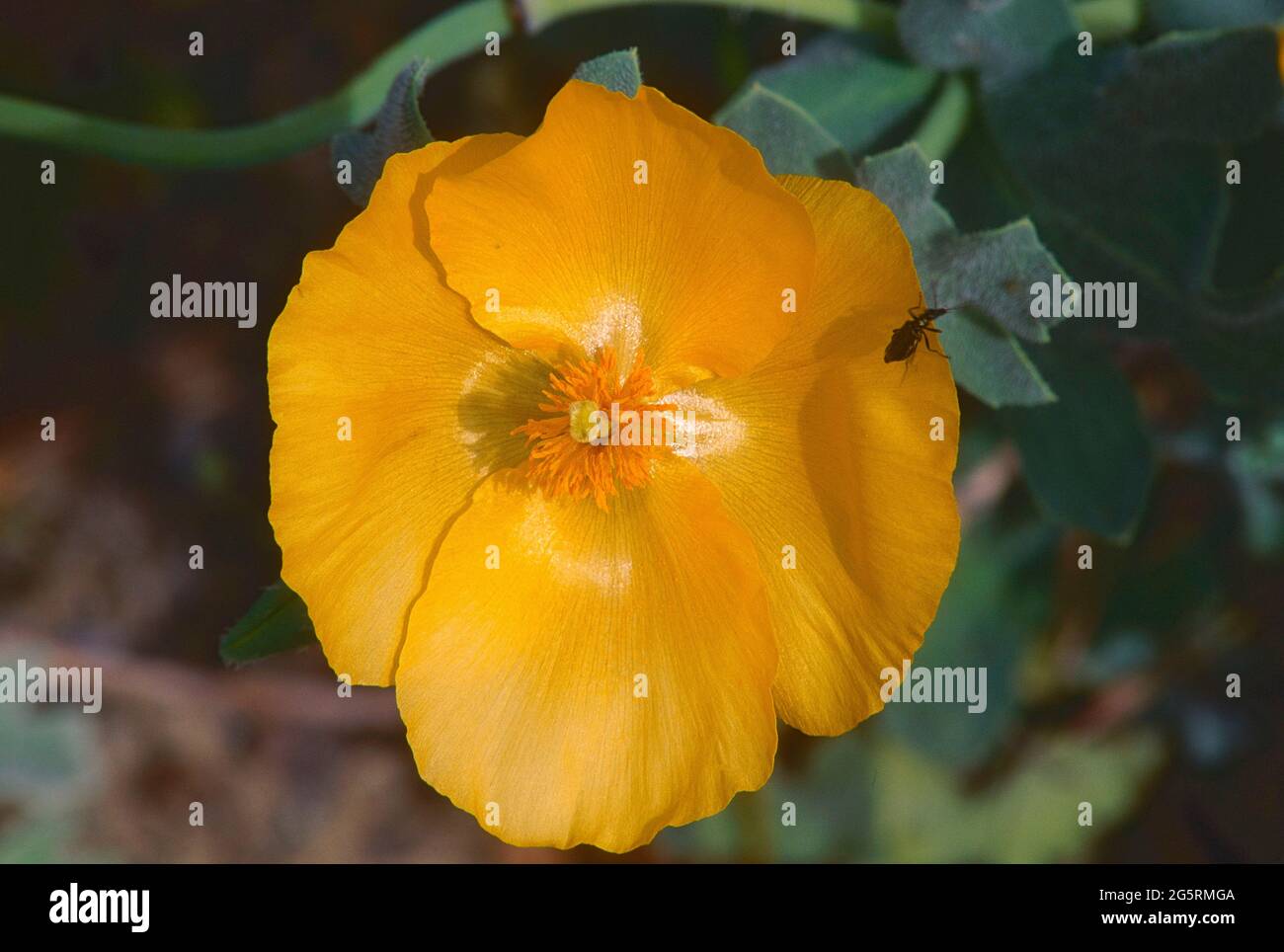 Gelber Hornmohn, Glaucium flavum, Papaveraceae, Blüte, Detail, Blume, Pflanze, Mittelmeerküste, Spanien Stock Photo