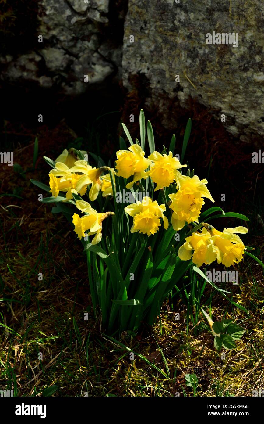 Gelbe Narzisse, Narcissus pseudonarcissus, Amaryllidacae, blühend, Blume Pflanze, Mont Soleil, Jura-Berg, Kanton Bern, Schweiz Stock Photo