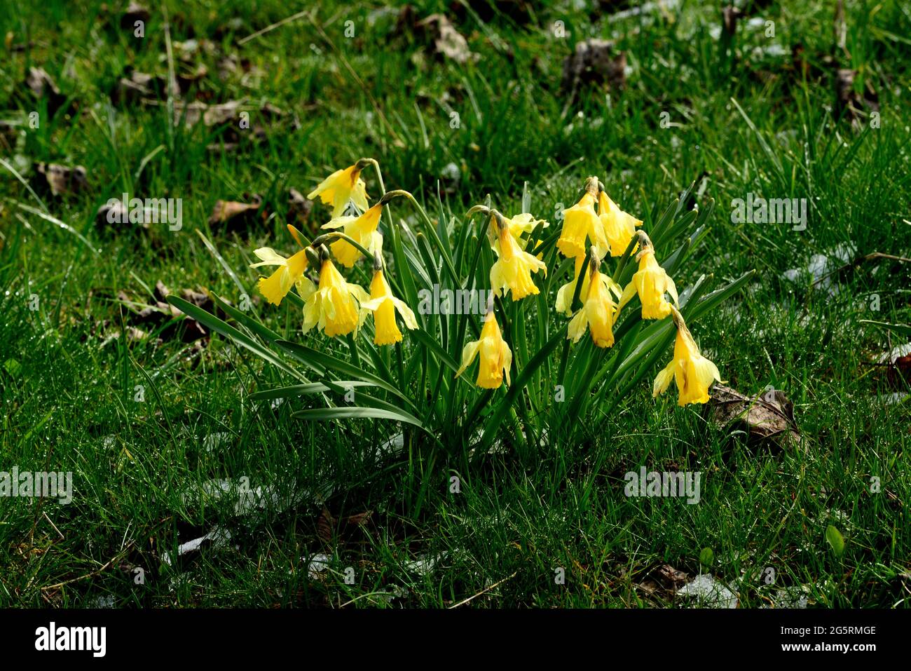 Gelbe Narzisse, Narcissus pseudonarcissus, Amaryllidacae, blühend, Blume, Pflanze, Mont Soleil, Jura-Berg, Kanton Bern, Schweiz Stock Photo