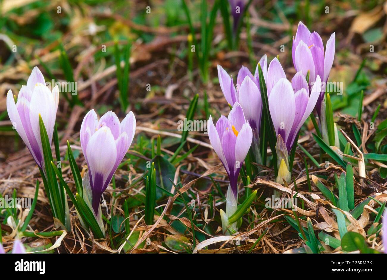 Frühlings-Krokus, Crocus albiflorus, Iridaceae, blühend, Alpenblume, Pflanze, Alpen, Kanton Wallis, Schweiz Stock Photo