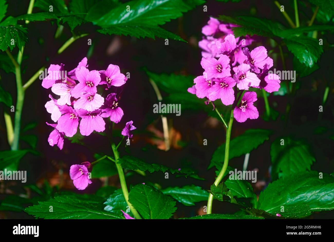 Fingerblättrige Zahnwurz,  Cardamine pentaphyllos, Brassicaceae, Blütenstand, Blüten, Blume, Pflanze, Jura, Schweiz Stock Photo