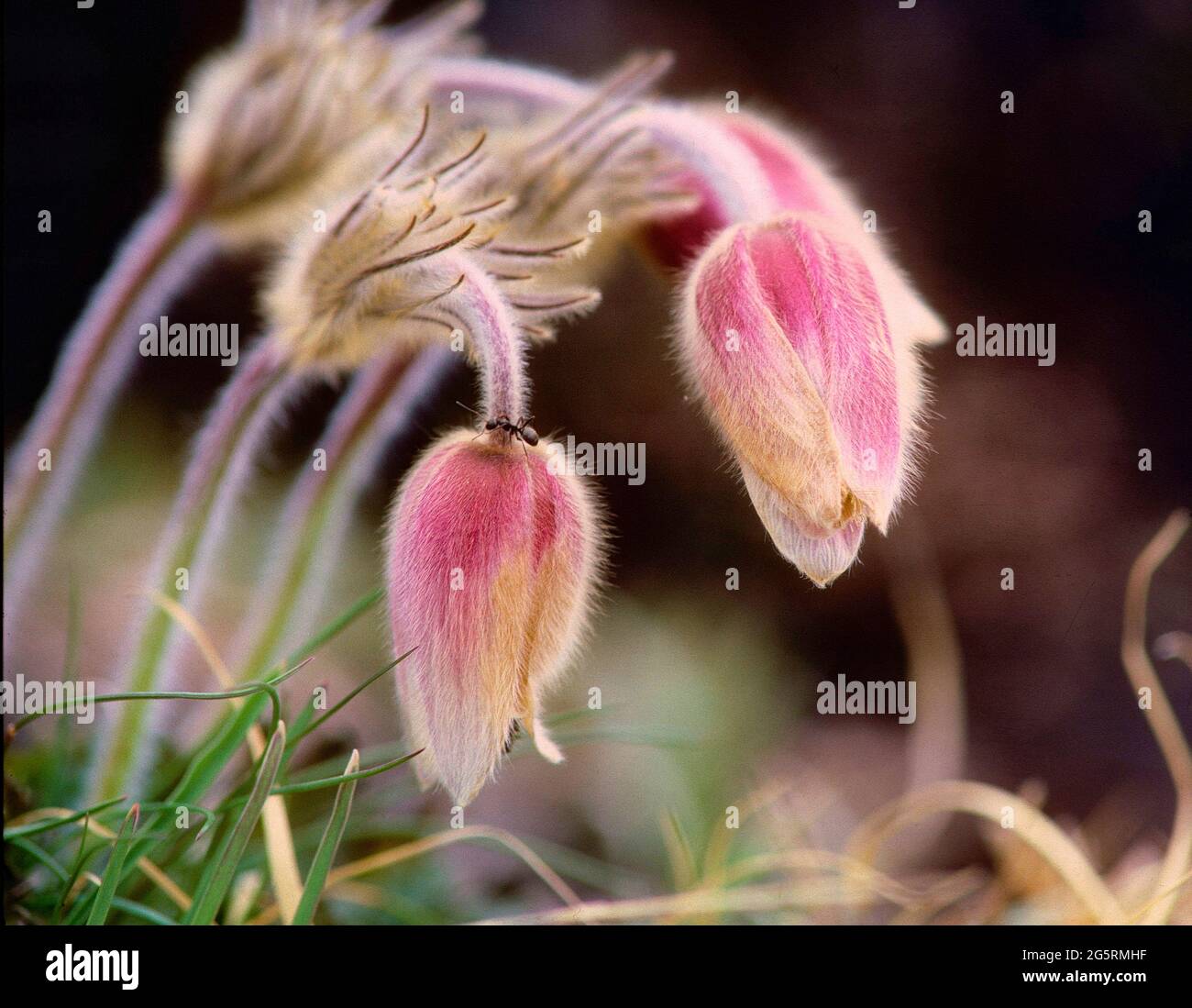 Frühlings-Anemone, Pulsatilla vernalis, Ranunculaceae, Blüte, Blume, Pflanze, Ameise, Insekt, Tier, Kanton Graubünden, Schweiz Stock Photo