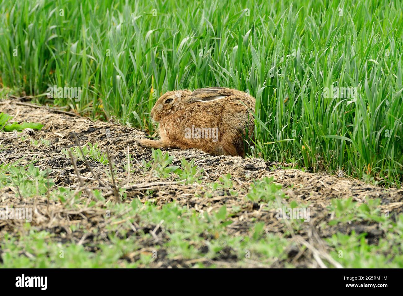 Feldhase, Lepus europaeus, Leporidae, Hase Säugetier, Tier, bei Fräschels, Kanton Freiburg, Schweiz Stock Photo