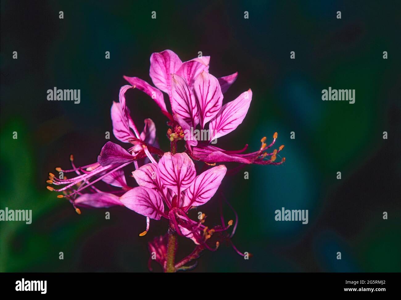 Diptam, Dictamnus albus, Rutaceae, Blüte, Detail, Blume, Pflanze, Elsass, Frankreich Stock Photo
