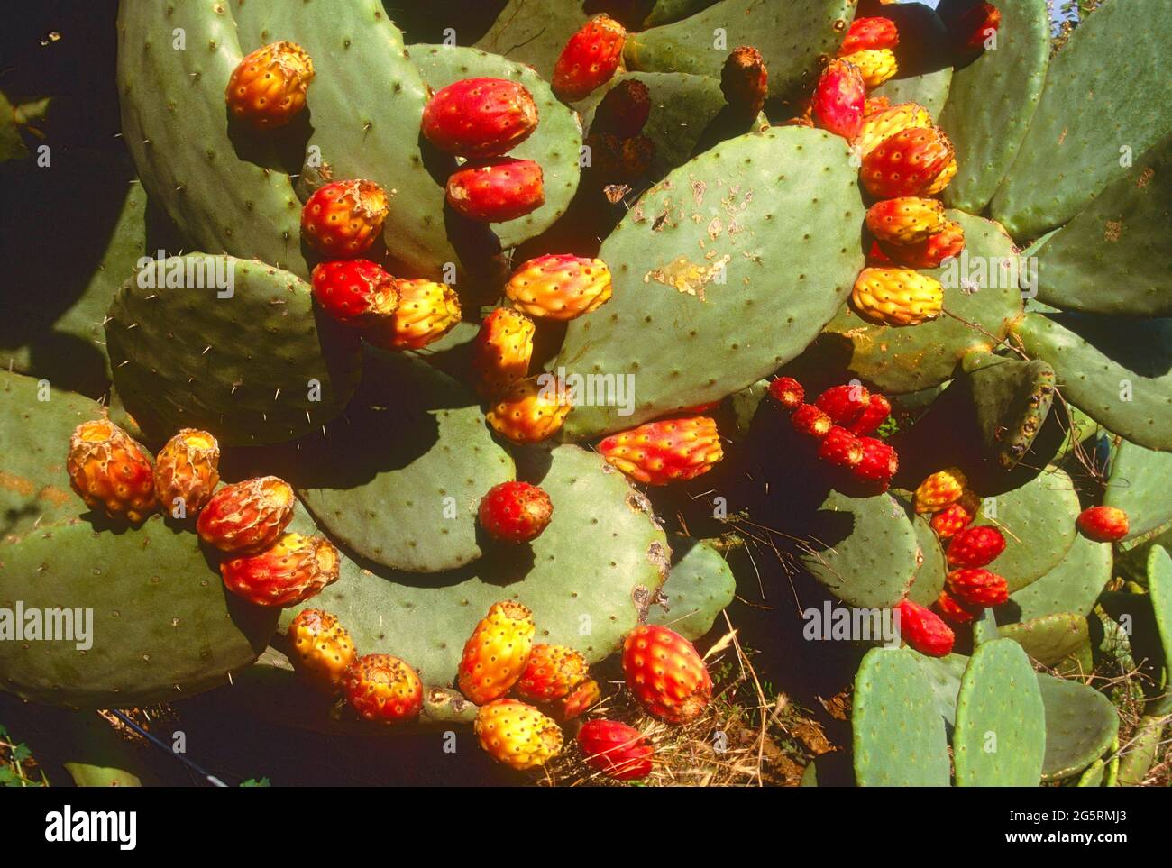 Echter Feigenkaktus, Opuntia ficus-indica, Cactacee, Bestand, Frchte,  Kaktus, Pflanze, Spanien, Herkunft Mexico Stock Photo - Alamy