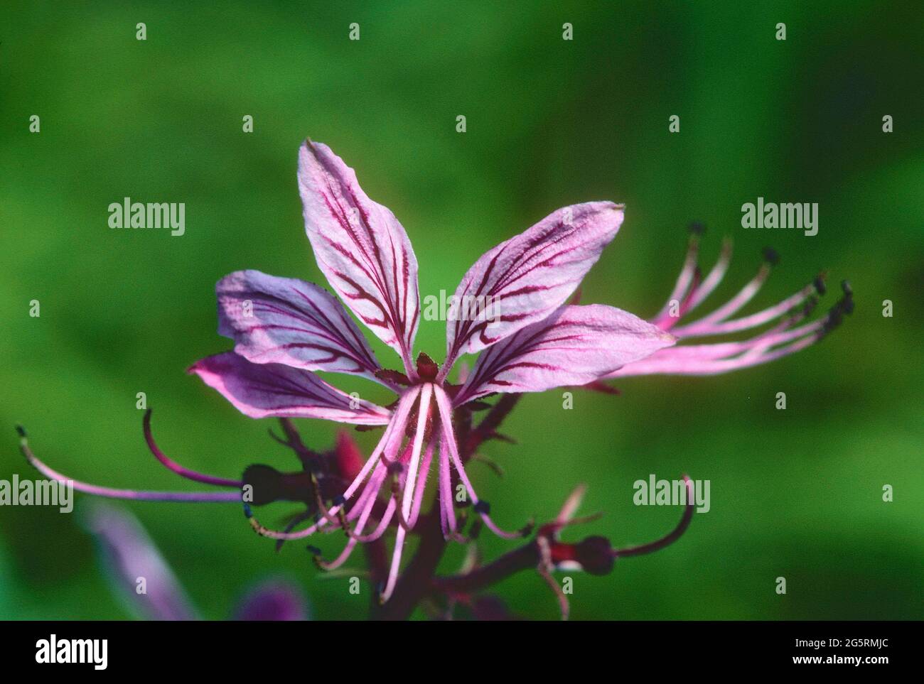 Diptam, Dictamnus albus, Rutaceae, Blüte, Detail, Blume, Pflanze, Elsass, Frankreich Stock Photo