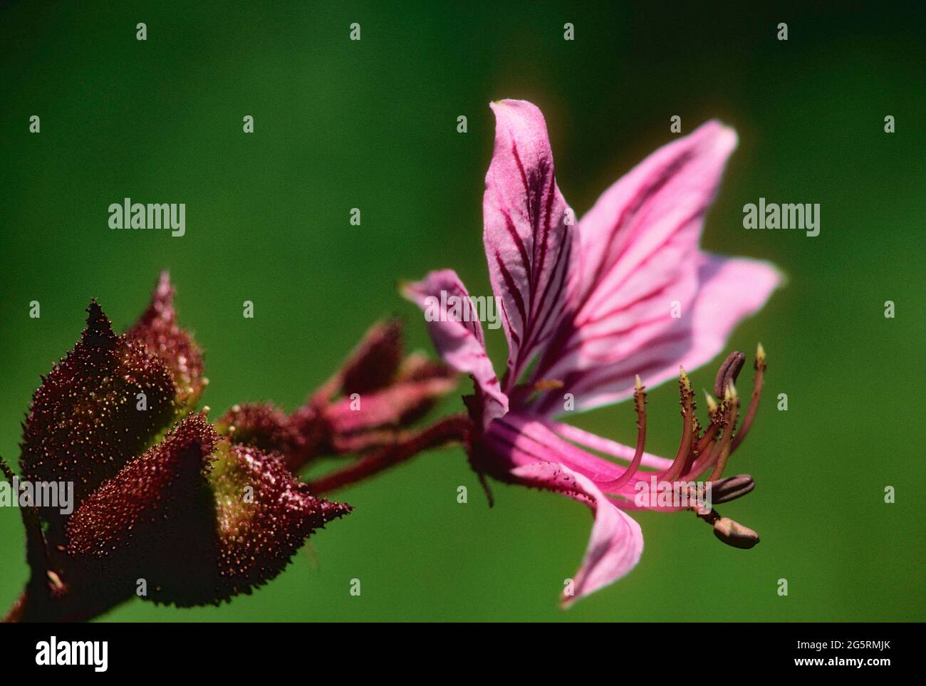 Diptam, Dictamnus albus, Rutaceae, Blüte, Detail, Früchte, Blume, Pflanze,  Elsass, Frankreich Stock Photo - Alamy