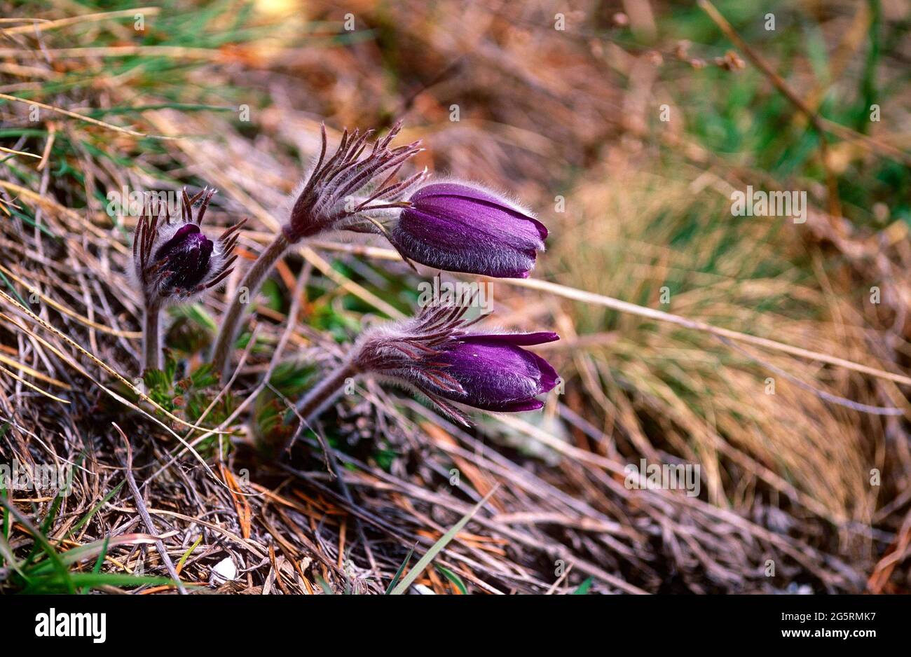 Berg-Kuhschelle, Pulsatilla montana, Ranunculaceae, blühend, Blume, Pflanze, Kanton Wallis, Schweiz Stock Photo