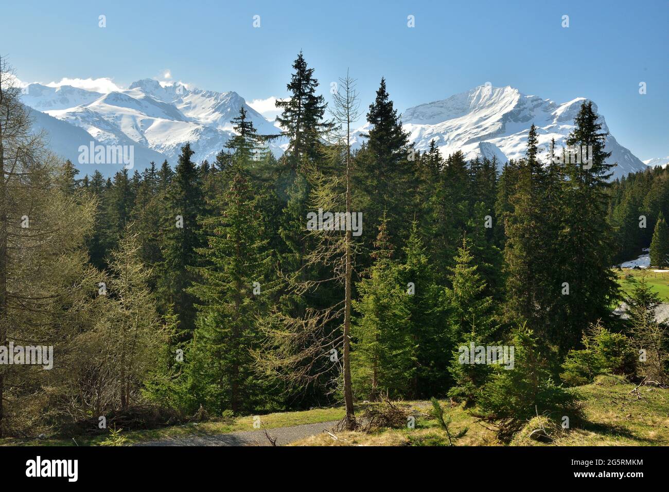 Bergwald, bei Pastaglias, Andeer, Berge,  Piz Grisch,  Piz La Mazza,  Schons, Alpen, Kanton Graubünden, Schweiz Stock Photo