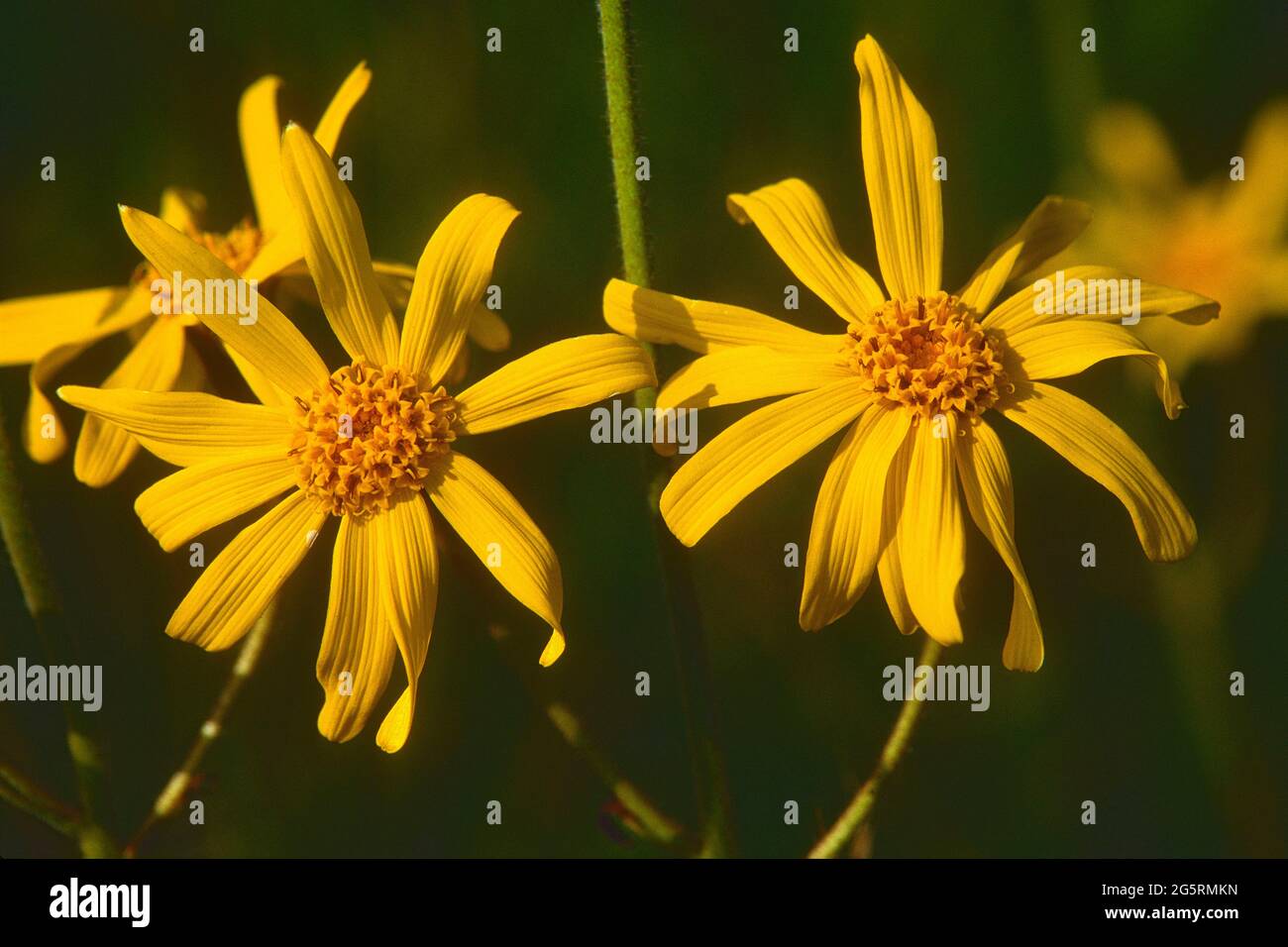 Arnika, Arnica montana, Asteraceae, blühend, Blüten, Blume, Medizinalpflanze, Vogesen, Elsass, Frankreich Stock Photo