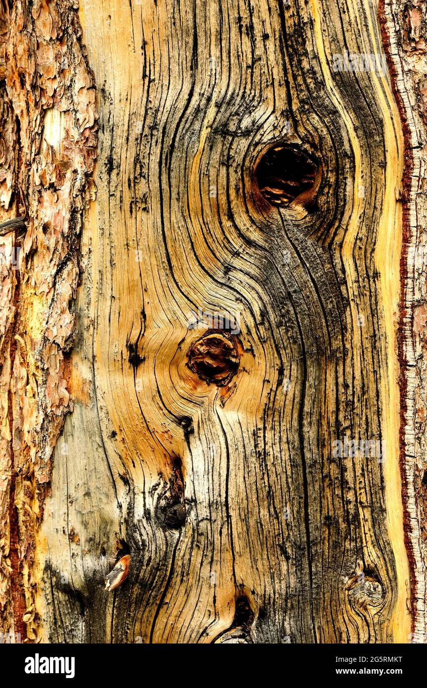 Arve, Pinus cembra, Pinaceae, Stamm, Detail, Baum, Pflanze, Riffelalp, Alpen, Kanton Wallis, Schweiz Stock Photo