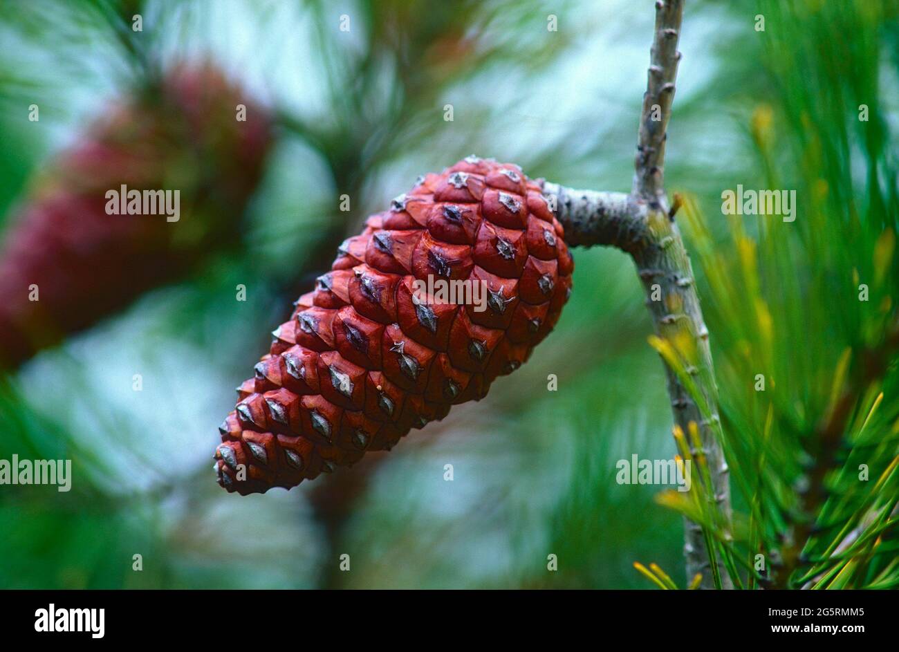 Aleppo-Kiefer, Pinus halepensis, Pinaceae, Zapfen, Baum, Pflanze, Provence, Frankreich Stock Photo