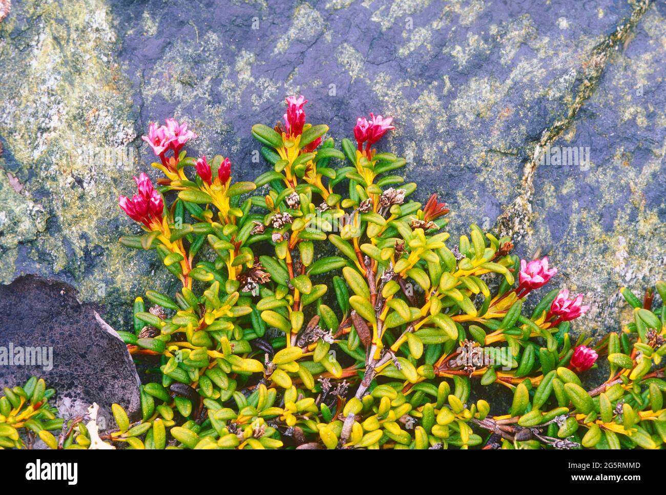 Alpenazalee, Loiseleuria procumbens, Ericaceae, blühend, Spalierstrauch,  Pflanze, an Fels, Alpen, Kanton Graubünden, Schweiz Stock Photo - Alamy