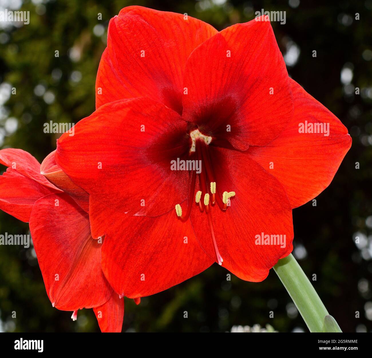 Amaryllis, Amaryllis belladonna, Amaryllidaceae, Blüte, Detail, Blume,  Topfpflanze, Herkunft Südafrika Stock Photo - Alamy