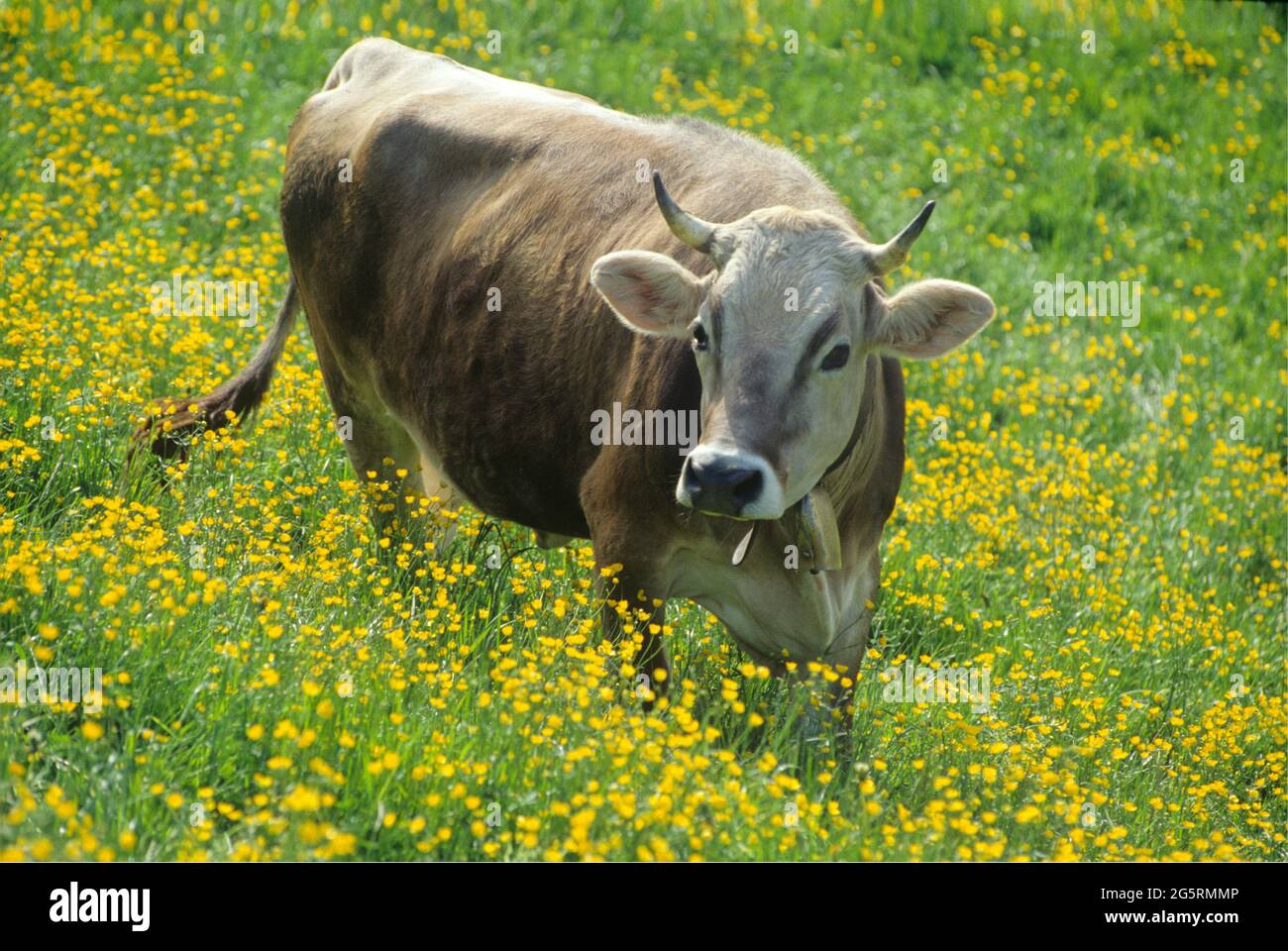 Kuh, Blumenwiese Stock Photo