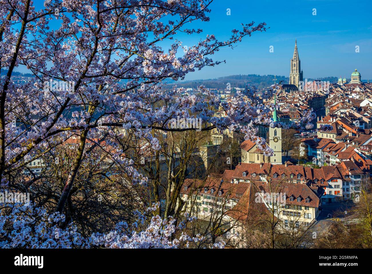 Bern, Rosengarten,Kirschbaum blühend, Bluest, Frühling Stock Photo
