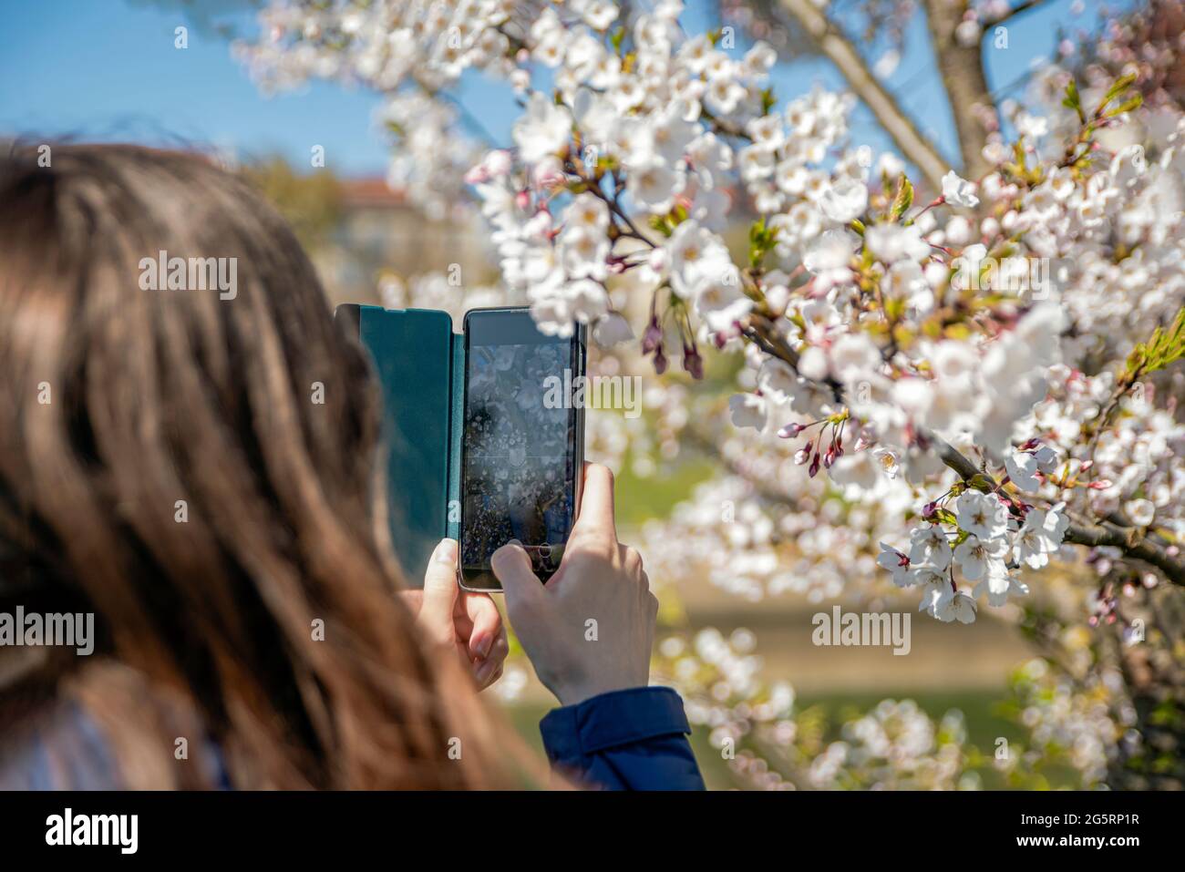 Tourist woman travels in Japan taking pictures of sakura blossom using a mobile phone camera. Spring cherry blossom season. Stock Photo