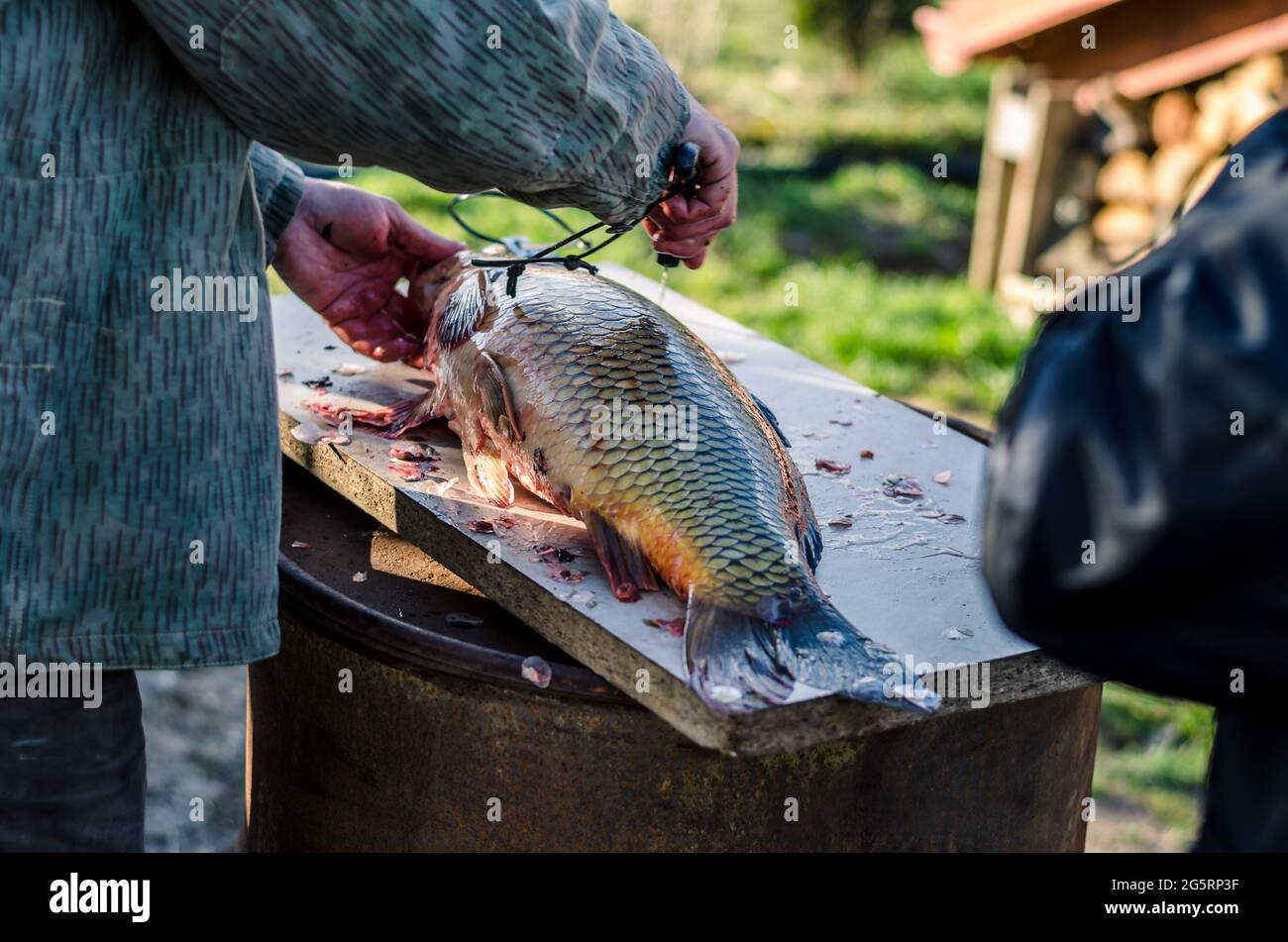Fresh carp fish hi-res stock photography and images - Alamy